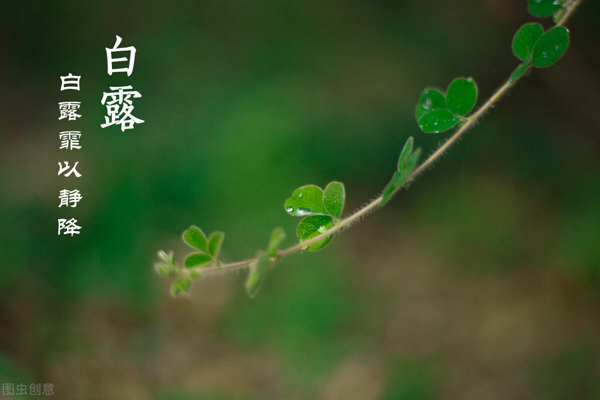 7日白露节气祝福语30条 发朋友圈说说的白露唯美句子