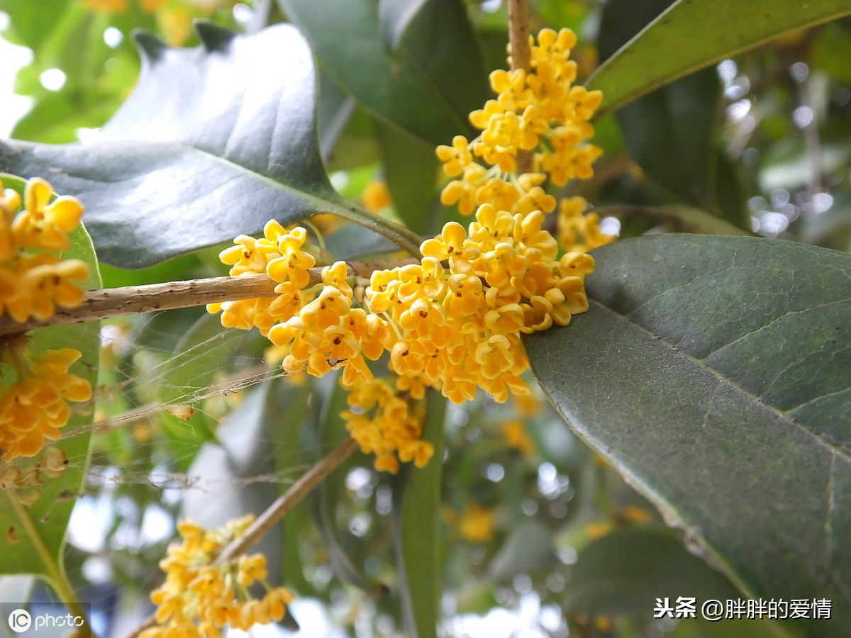 绿树红花依旧在，只是秋意浓