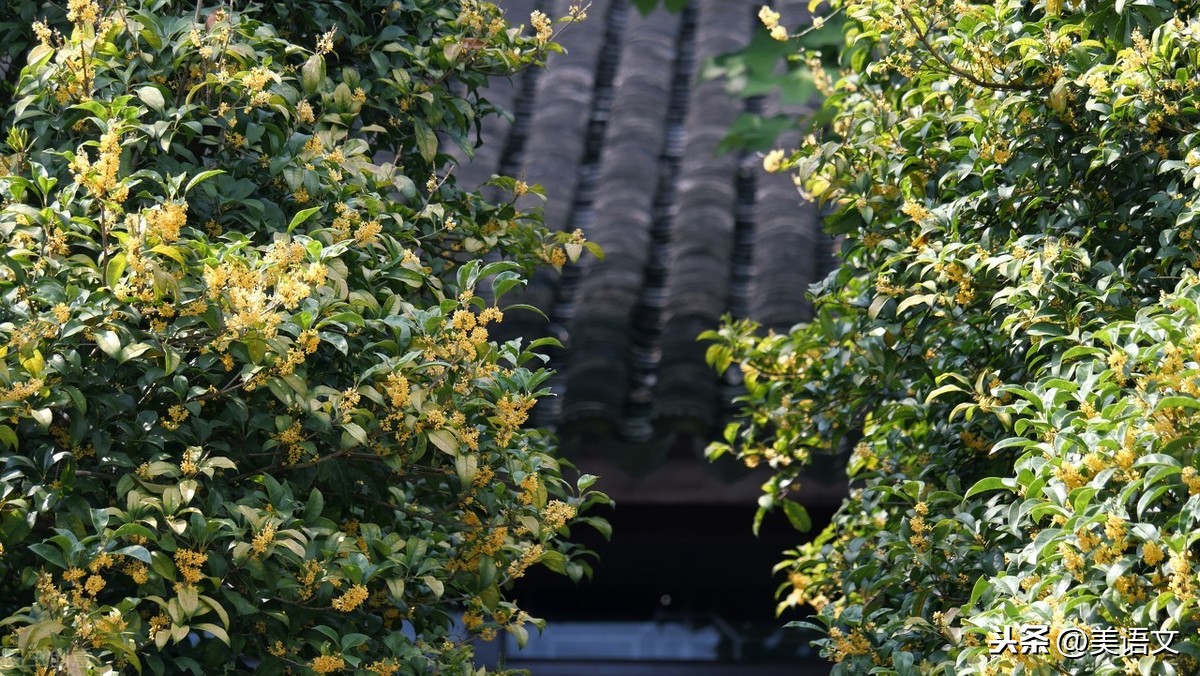 那颗桂花树