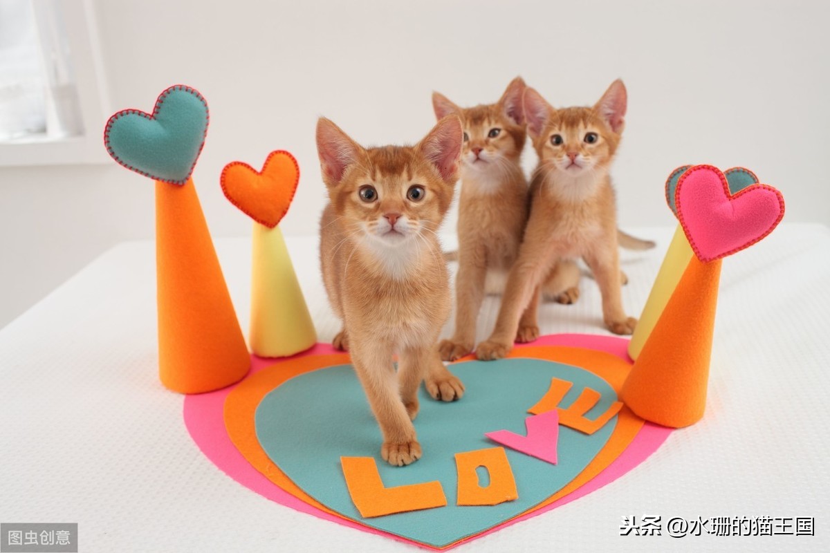 1-9岁的家猫中有21%的猫心脏有杂音？猫咪得了心脏病吗？怎么治？