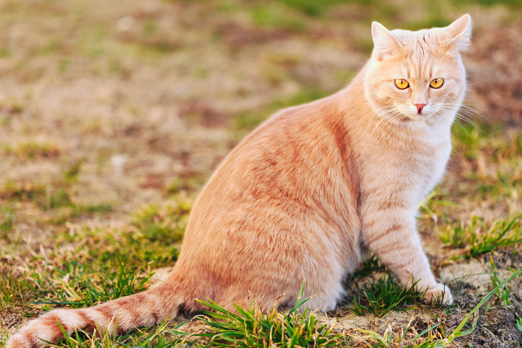 猫的故事之十二生肖的故事里为何没有猫呢？