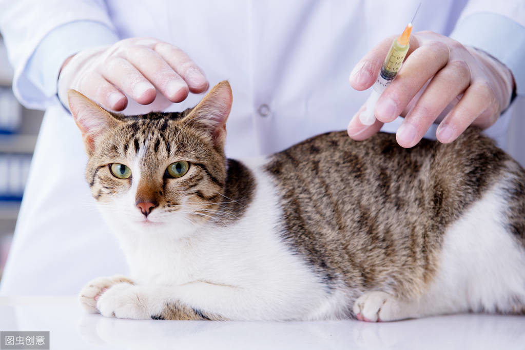【猫咪疫苗详细科普】家养猫用不用打疫苗？疫苗多久打一次？