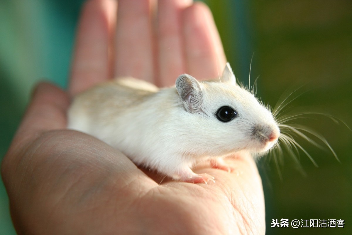 岁逢庚子是鼠年，谈古论今话老鼠