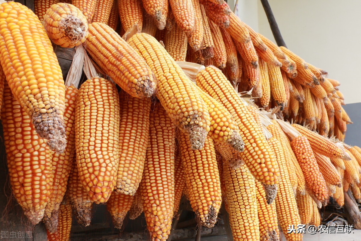 国家一句话，玉米要降价？2021年粮价预测！7日全国玉米价格