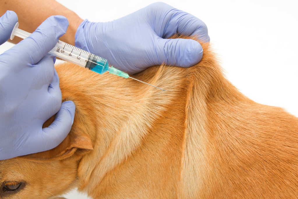 辟谣：给狗狗打疫苗选择四联就是需要打4针？四联只是疫苗的名字