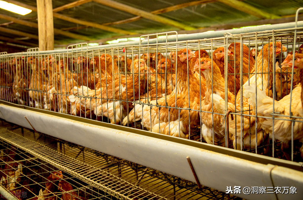 去年散养土鸡30元一斤，今年半价出售还愁卖，养殖户该何去何从？