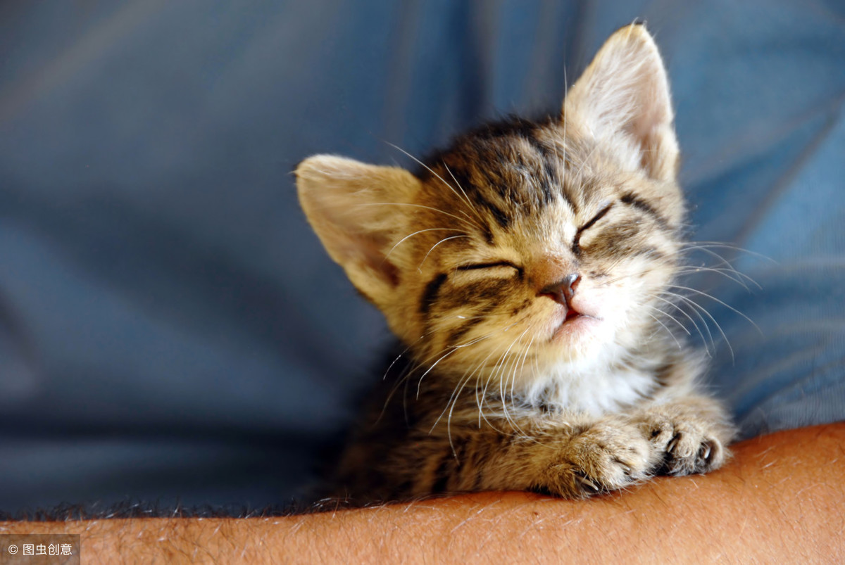如何判断一只猫是否生病