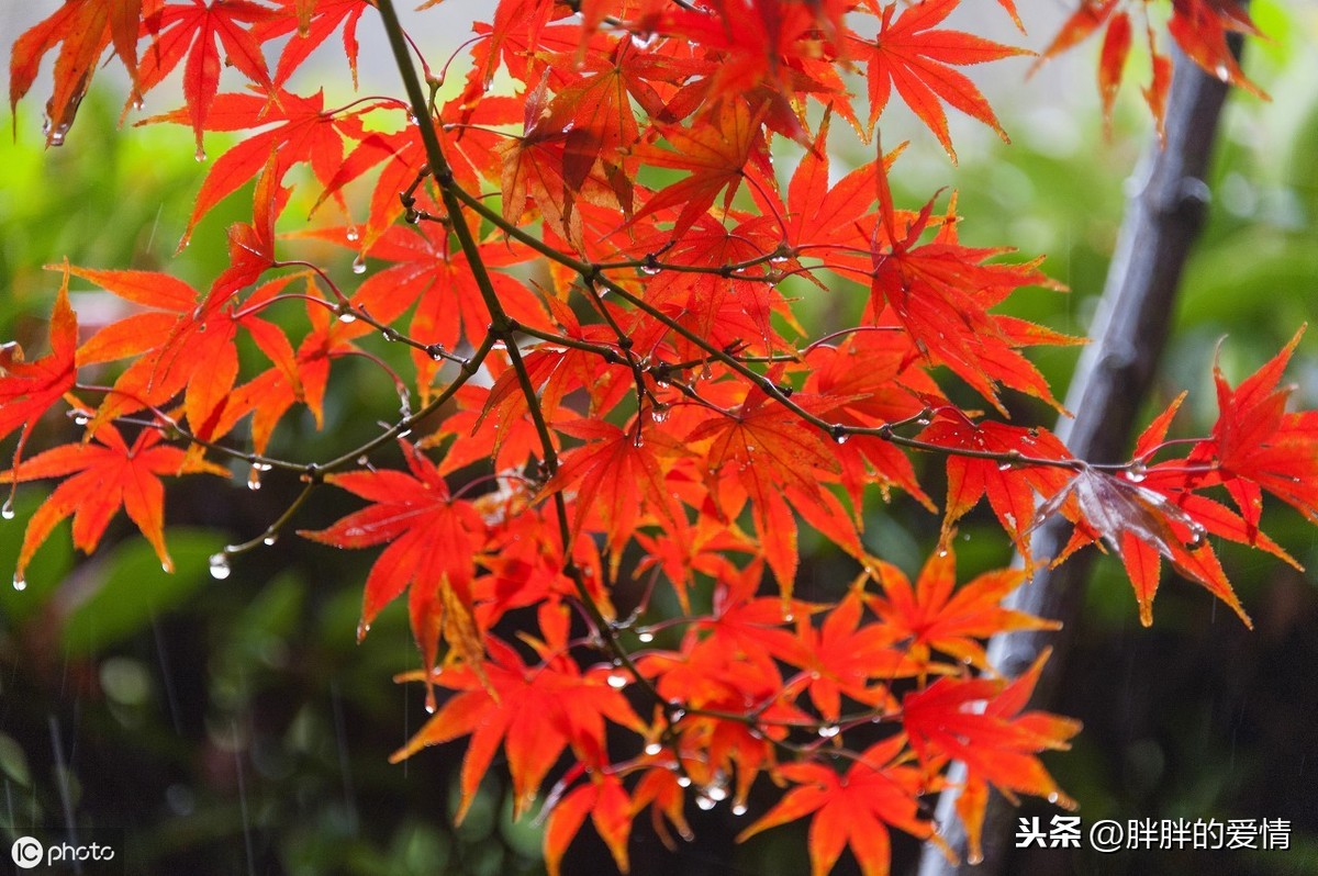 绿树红花依旧在，只是秋意浓