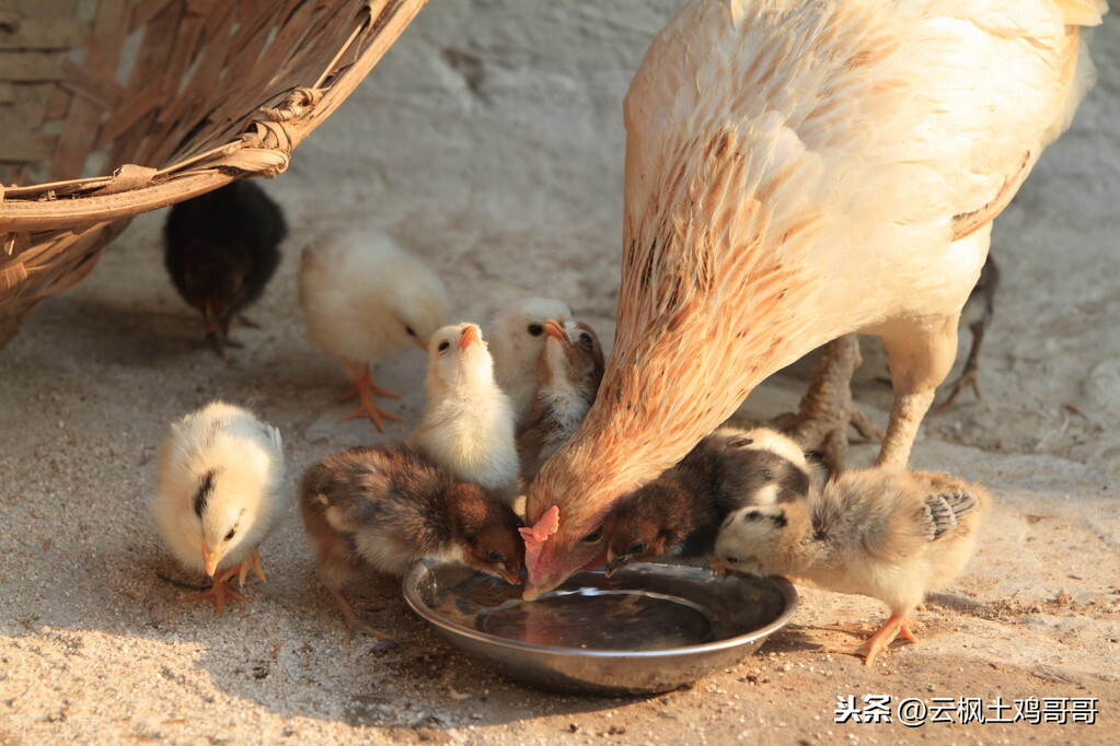 育雏小鸡糊肛的四大问题及解决方法