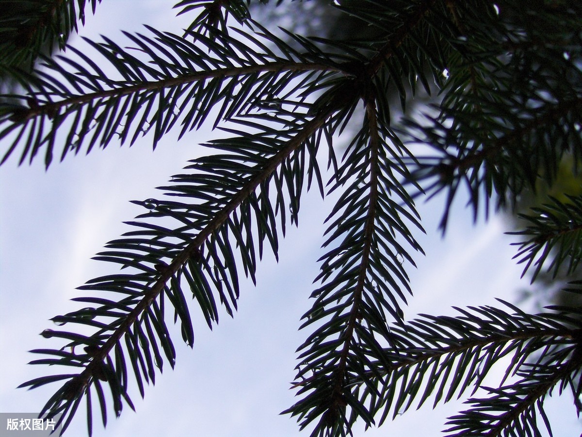 种植云杉栽培技术探析，你知道吗？种植户可鉴