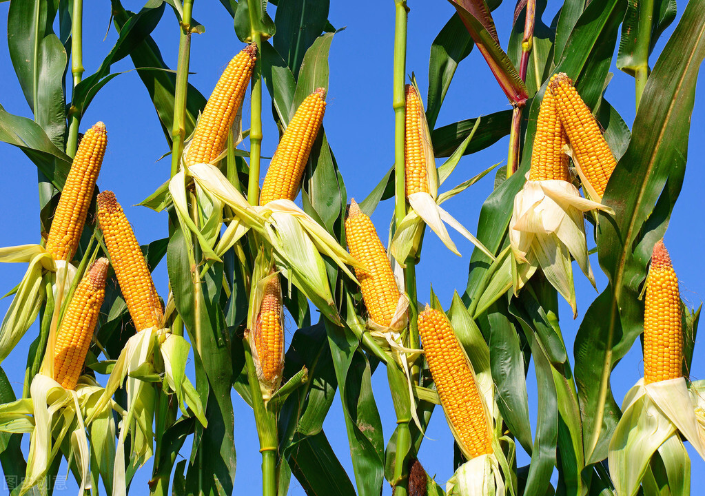 玉米什么季节成熟(玉米在不同的地域成熟时间也不同)
