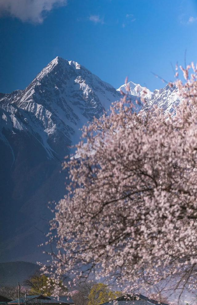 桃花一开，林芝就成了仙境