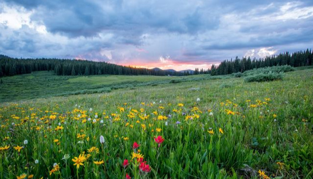 春天的诗之英文篇十首 Poems About Spring in English