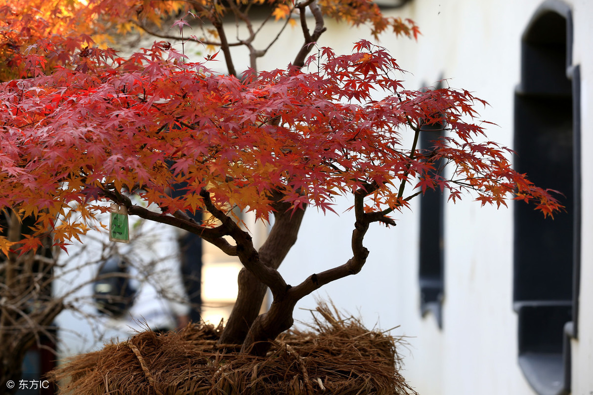 价格昂贵的红枫树，扦插技术让它一盆变多盆