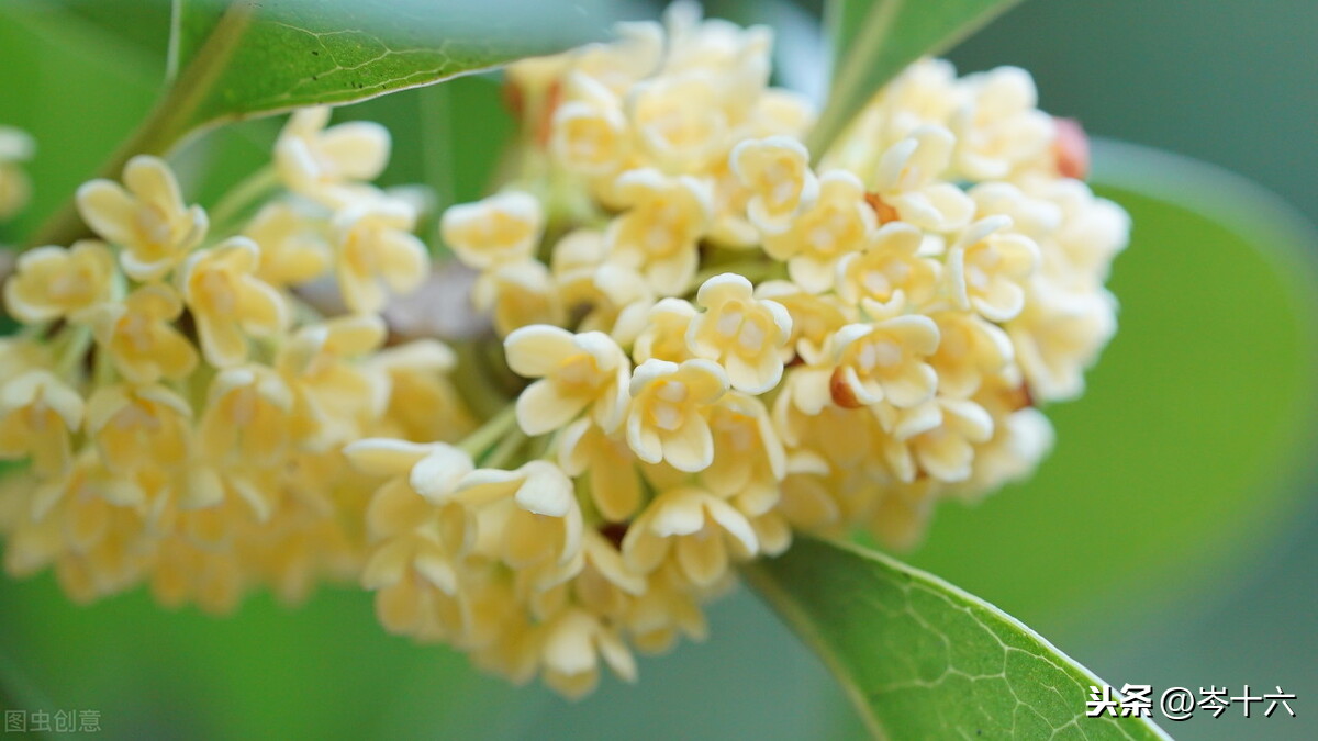 形容桂花香味、形态的优美诗句合集！桂花真的太香了