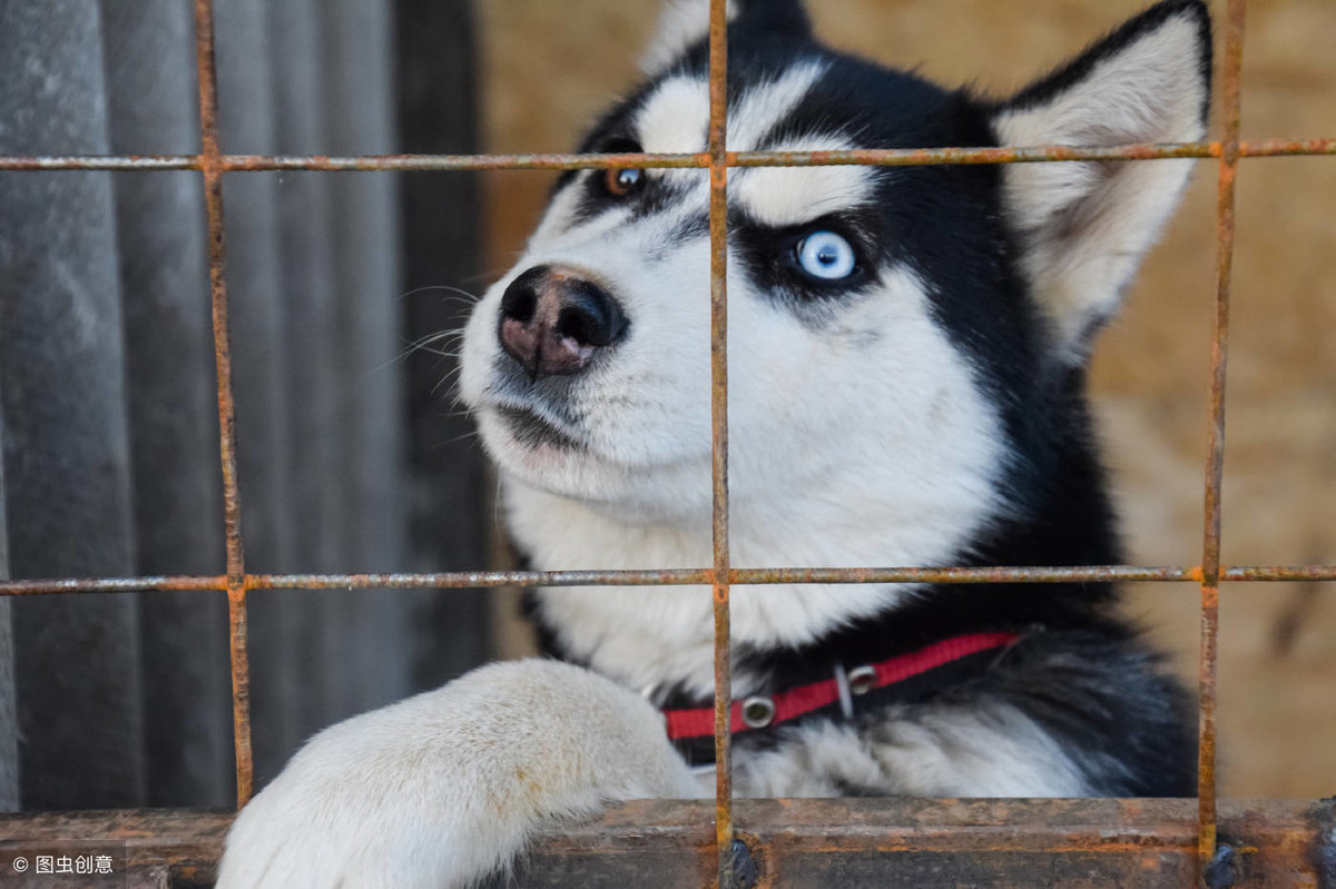 原来哈士奇可以这么帅？雪地竞赛中的它们，不是军犬胜似军犬！