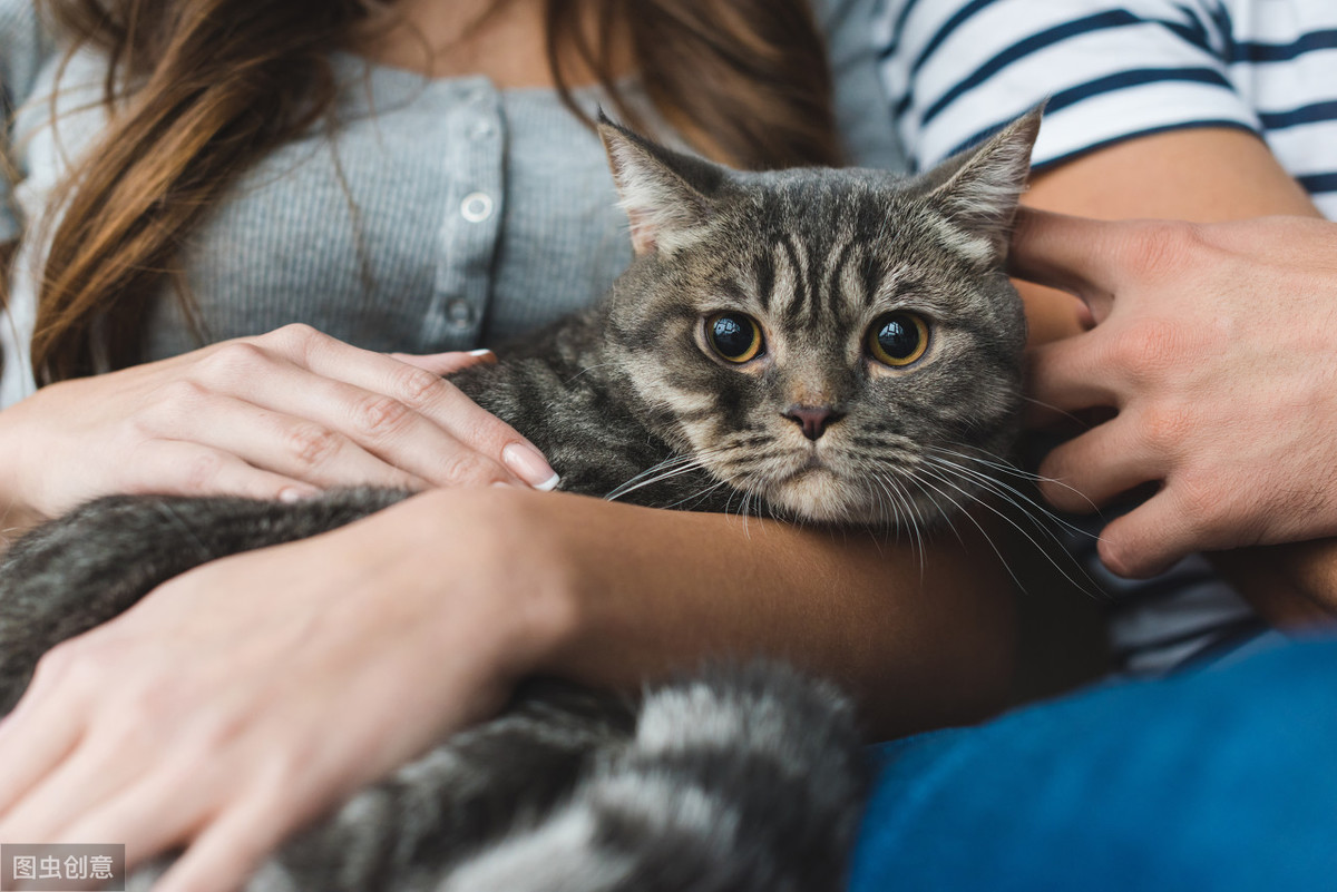 辟谣：猫会嫉妒新成员？归根究底，其实都是因为猫的资源竞争