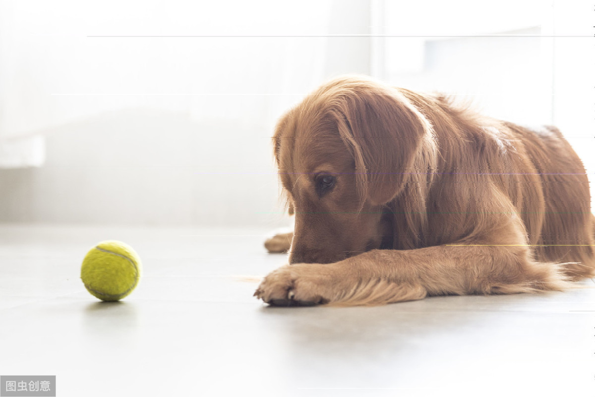 犬瘟热的预防和治疗方法