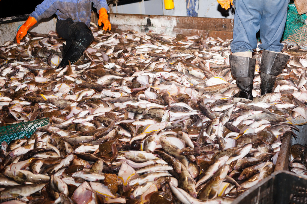 南极磷虾：6.5万吨“海上金矿”，中国是最大“黑马”？