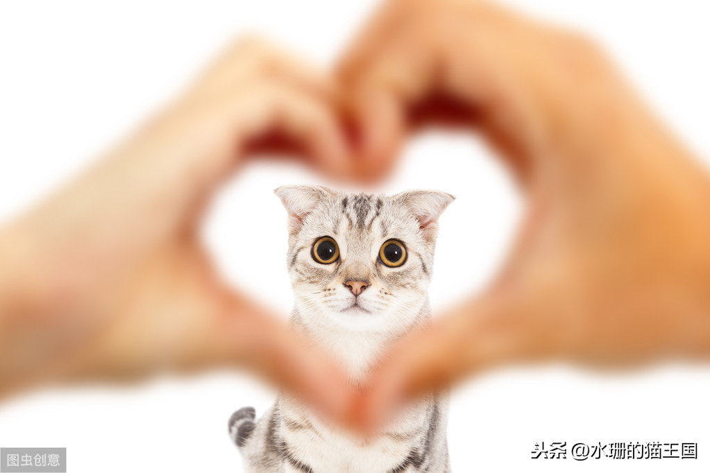 1-9岁的家猫中有21%的猫心脏有杂音？猫咪得了心脏病吗？怎么治？