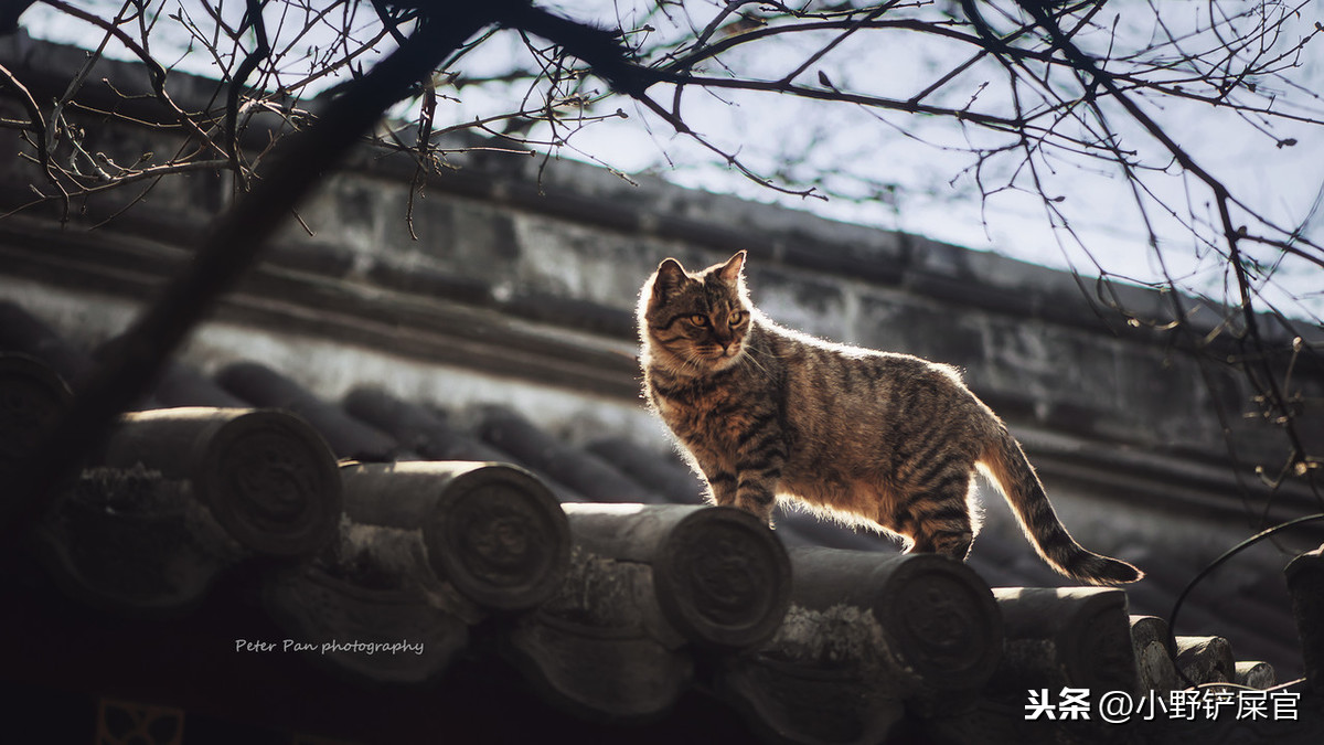 裹盐迎得小狸奴，尽护山房万卷书。论和猫咪有关的风雅之事