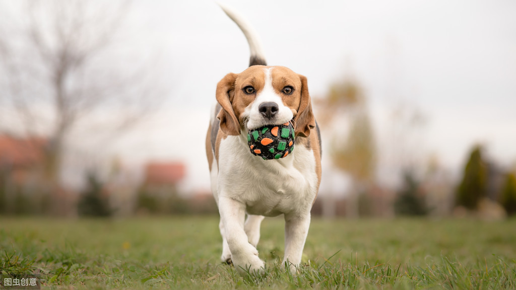 什么是犬猫的吸入性肺炎？如何诊断治疗？一文告诉你