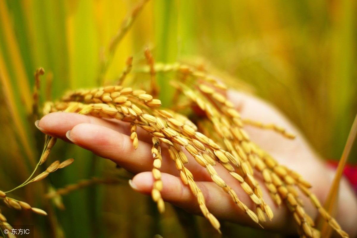 11月30日水稻价格多少钱一斤？2018各个地区收购价和行情信息汇总