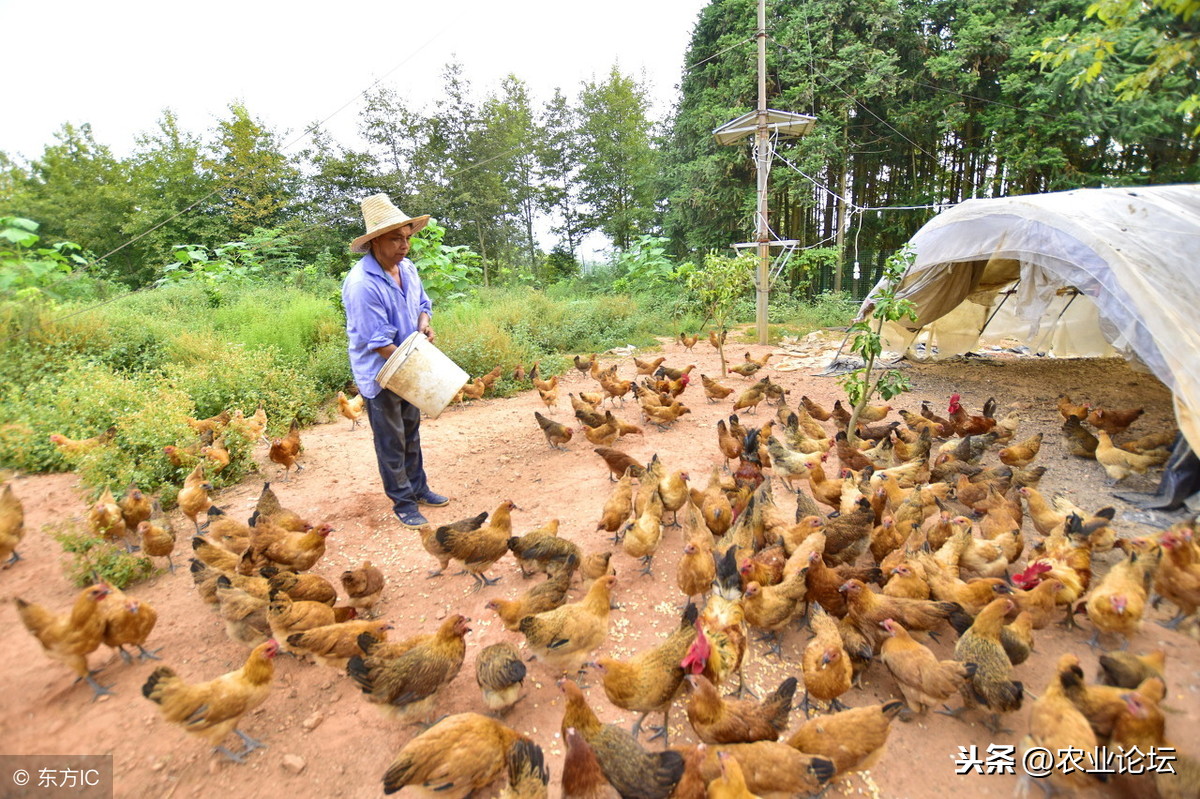 2018土鸡的价格多少钱一斤？附土鸡养殖技术！