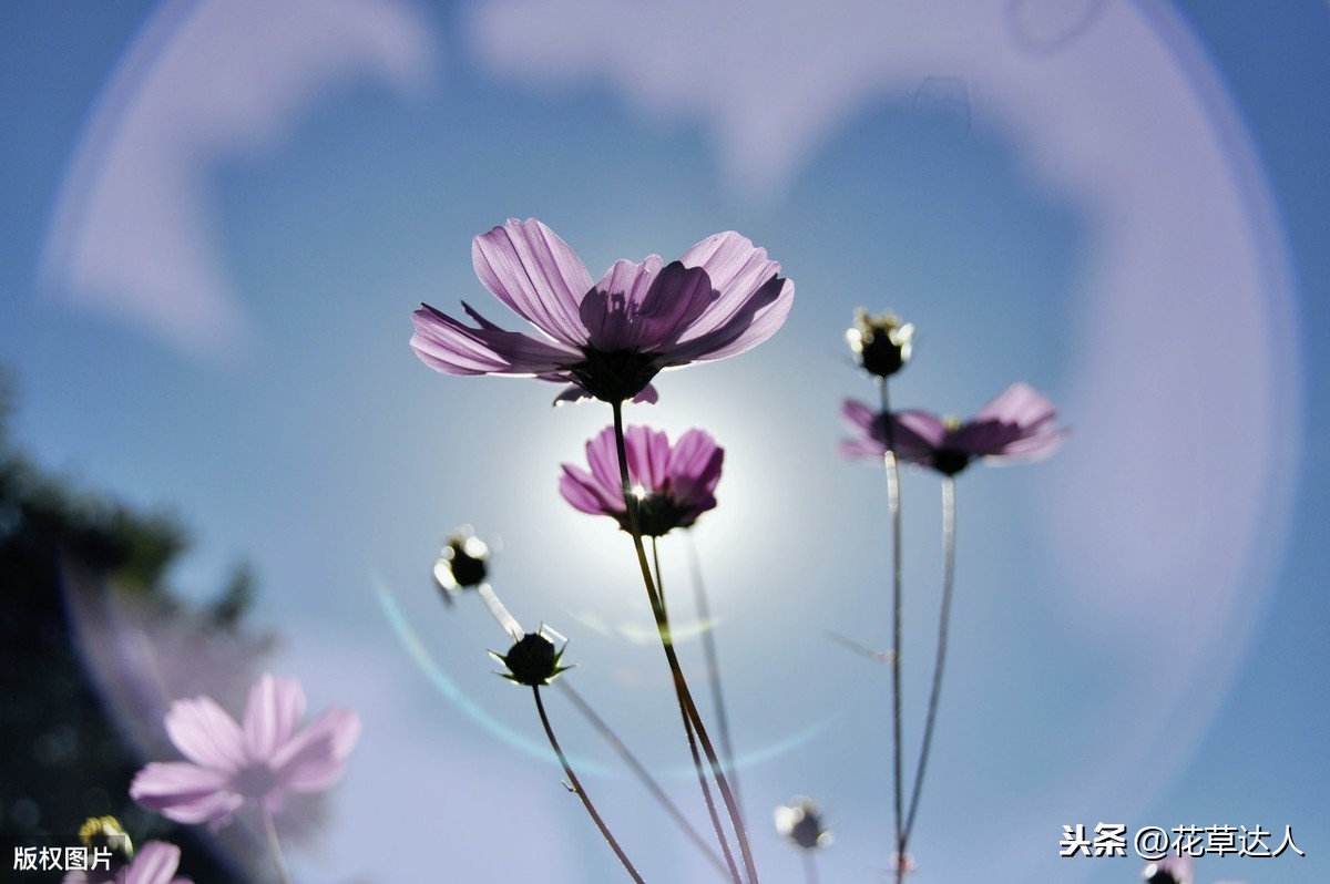 格桑花的花语和象征（详解格桑花代表的含义）