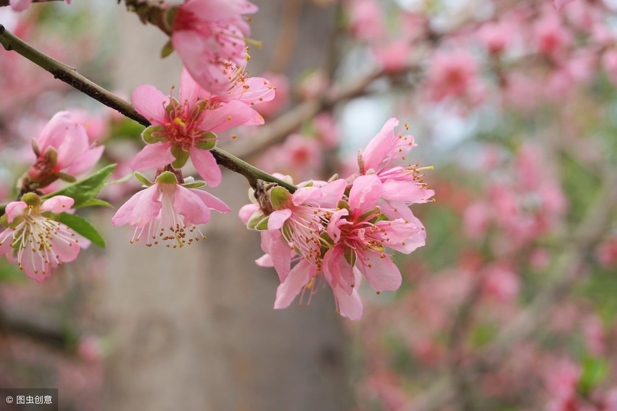 在zui美的60句古诗词里，赏尽春花之美！