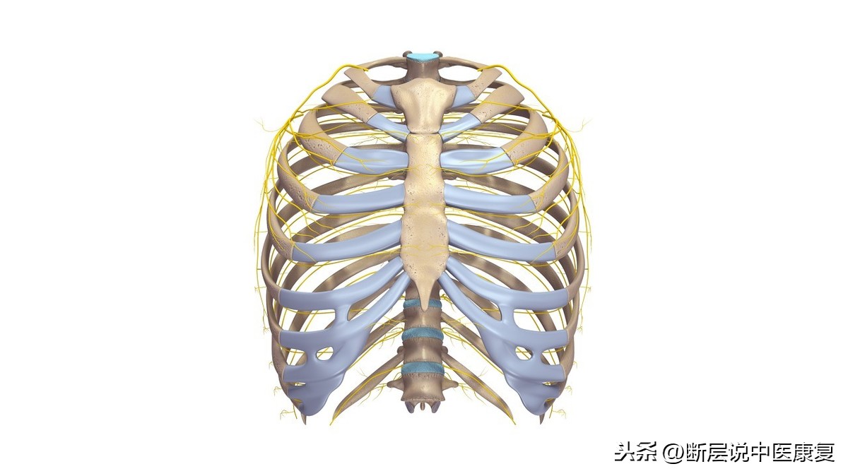 容纳保护心肝肺,呼气下降吸气升上口狭小前下斜,下口封膈分腹胸胸廓