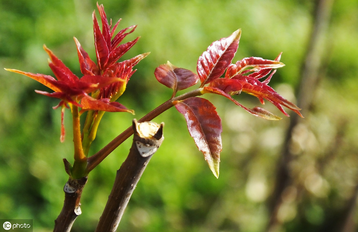 香椿树种植技术（手把手教你种香椿芽掌握6个关键技术）