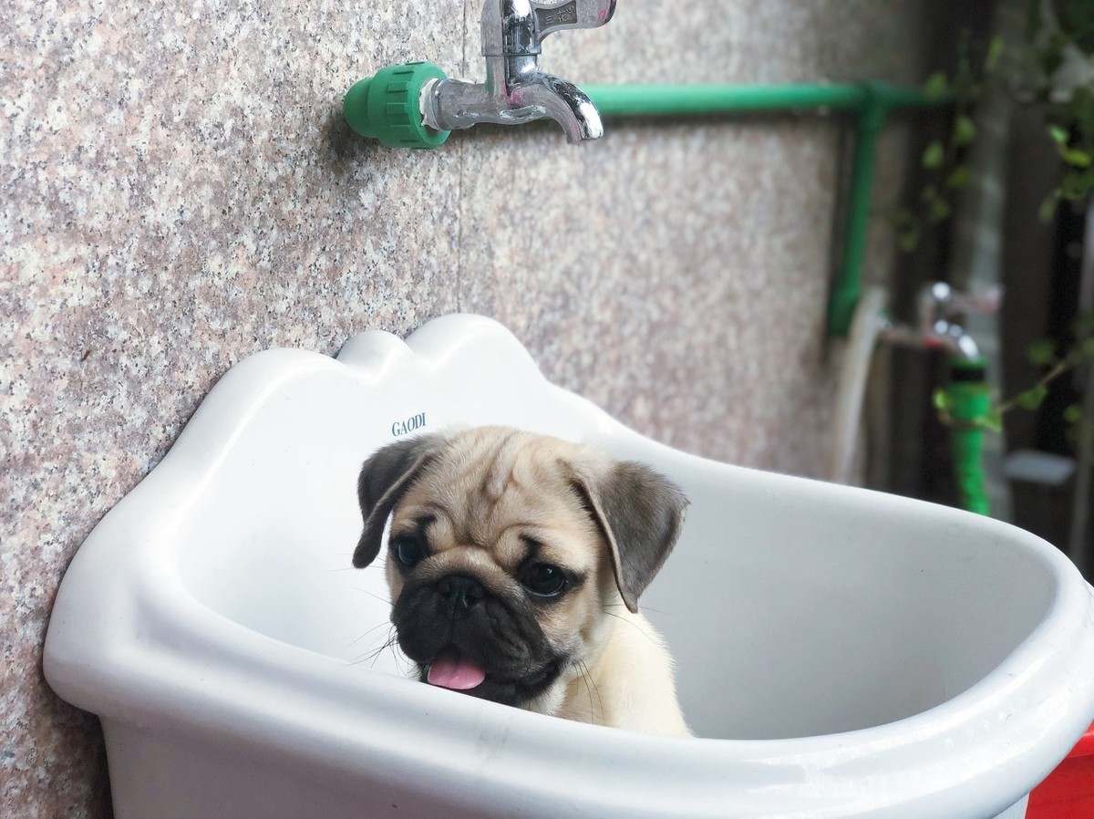 狗狗洗澡后很快又臭了，怎么办？兽医给你6个祛臭建议！