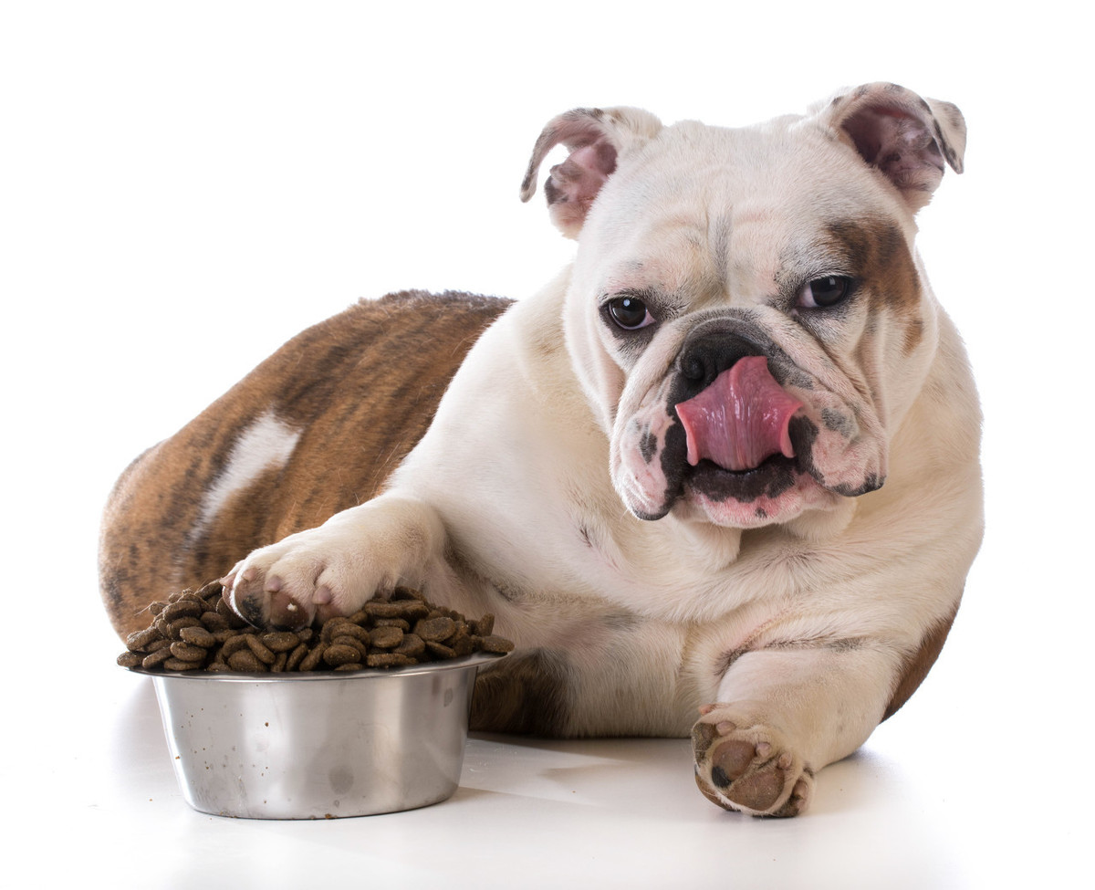 狗狗掉牙期还在单纯的给它补钙？做好这3点它们可以更健康