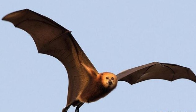 欧洲巨型狗头蝙蝠图片