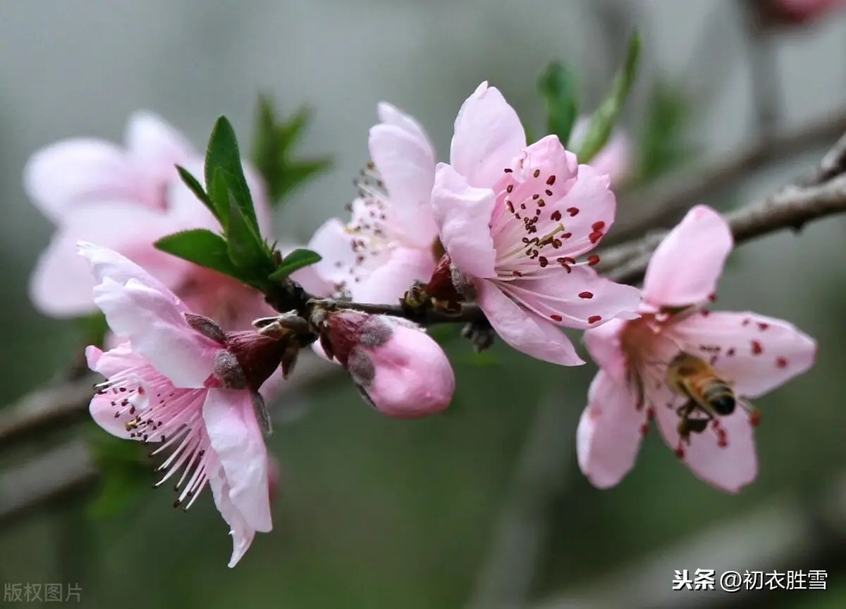 庆祝新年的古诗词有哪些（2022关于新年的诗词佳句）