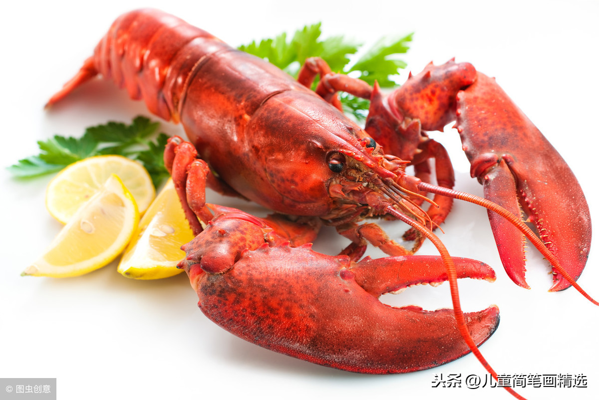 儿童简笔画精选-如何画一只龙虾（Lobster）