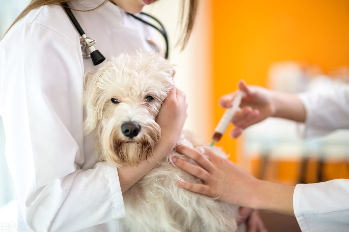 治疗狗狗皮肤病，宠物主人的“错误”需求，却是宠物医生最大无奈