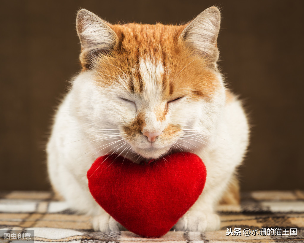 1-9岁的家猫中有21%的猫心脏有杂音？猫咪得了心脏病吗？怎么治？