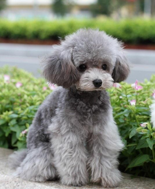 灰色贵宾犬为什么那么贵？网友直言：“水太深”了