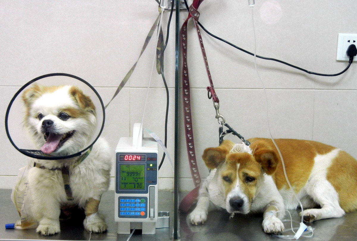 犬瘟热的预防和治疗方法