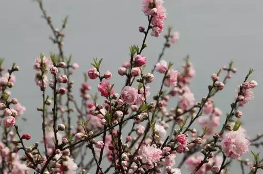 美文：春之桃花