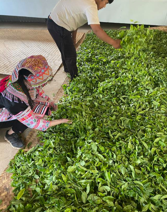 普洱茶制作工艺流程（1张图告诉你普洱茶制作流程）