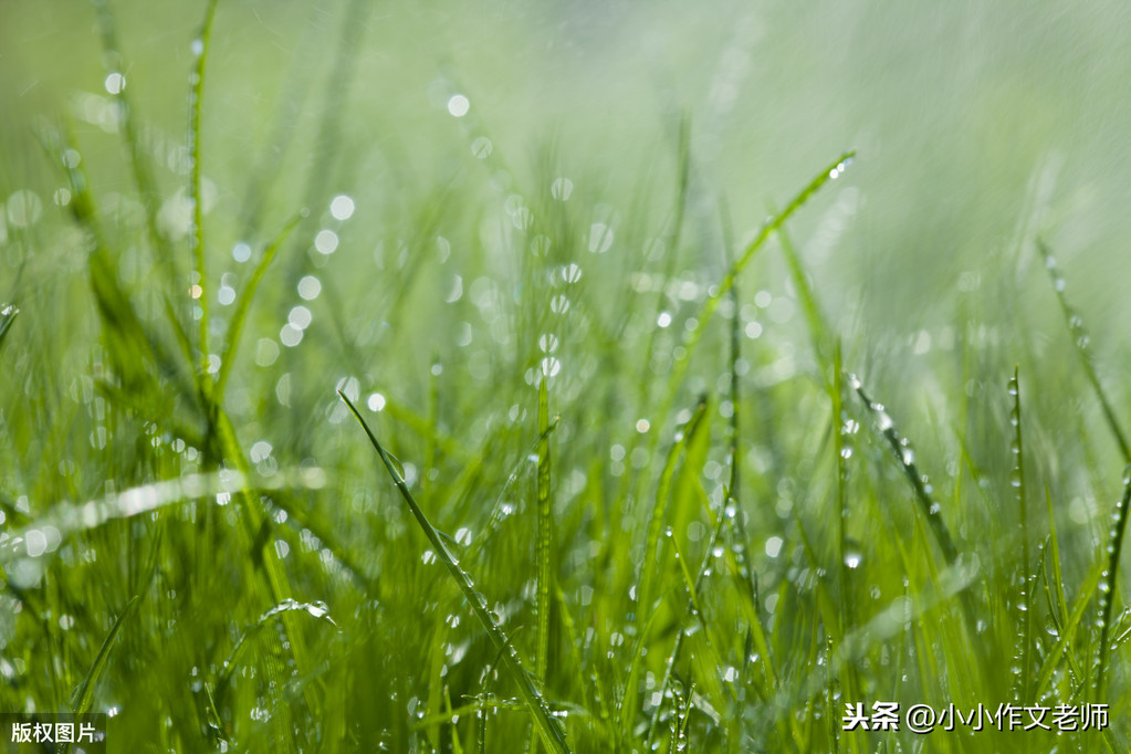 二年级雨景作文，有关毛毛雨阵雨，这些优质作文值得你浪费时间