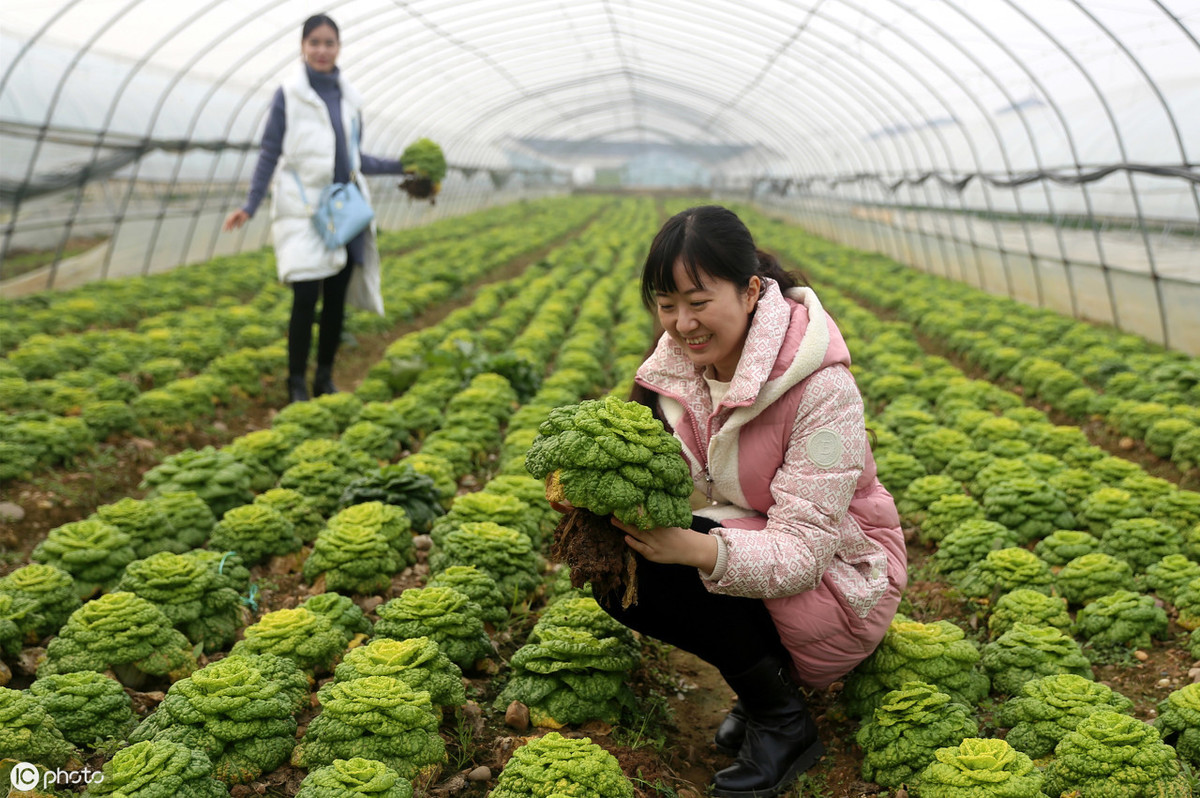 九月種好黃心菜,冬季再也不愁沒有綠色蔬菜吃