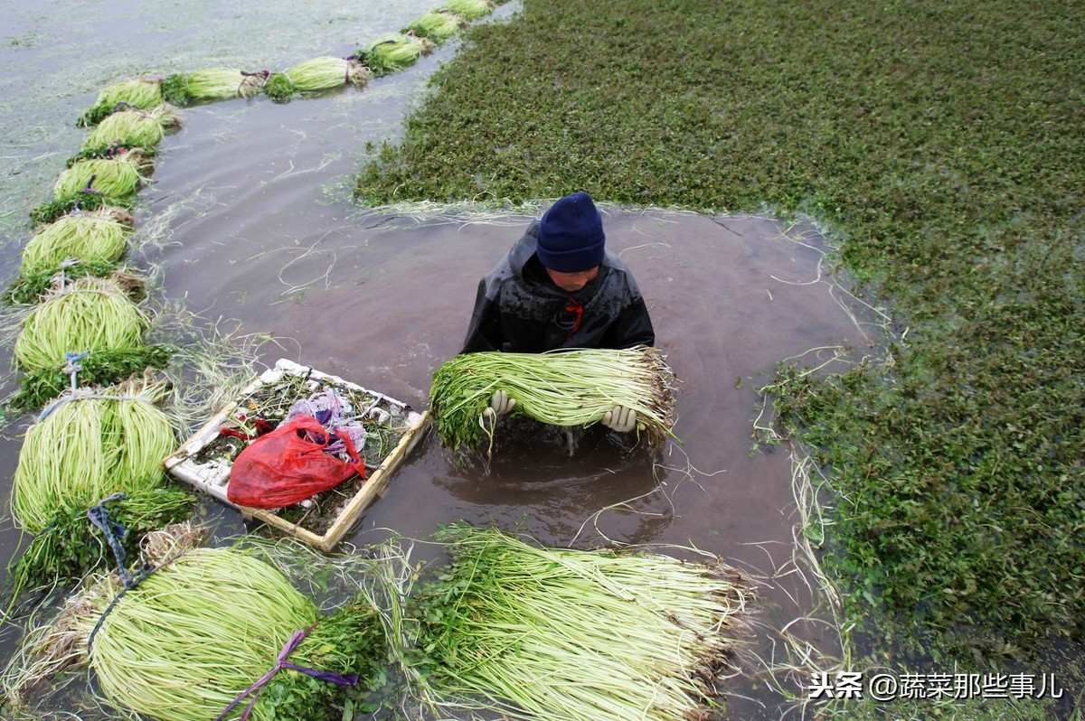 新技术：水芹种在浮排上，泥鳅浮排下面游，每亩产值4万元