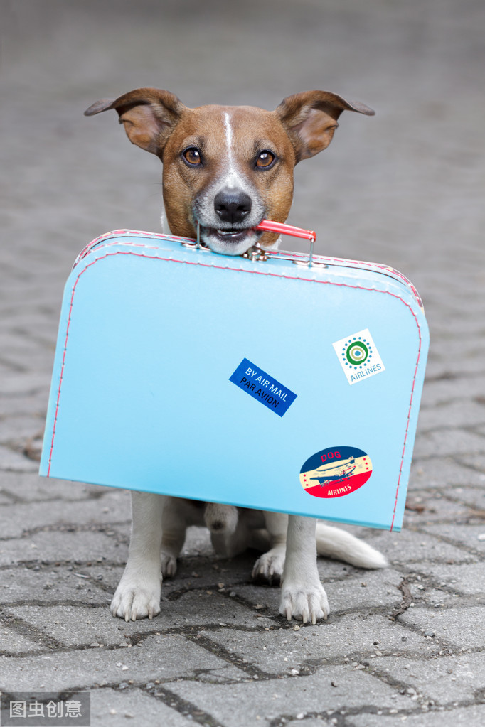 宠物托运，不止是准备航空箱那么简单，宠物托运费用你会计算吗？
