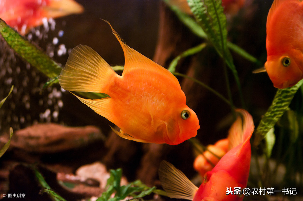 紅元寶鸚鵡魚,紅元寶鸚鵡魚為什么變白?