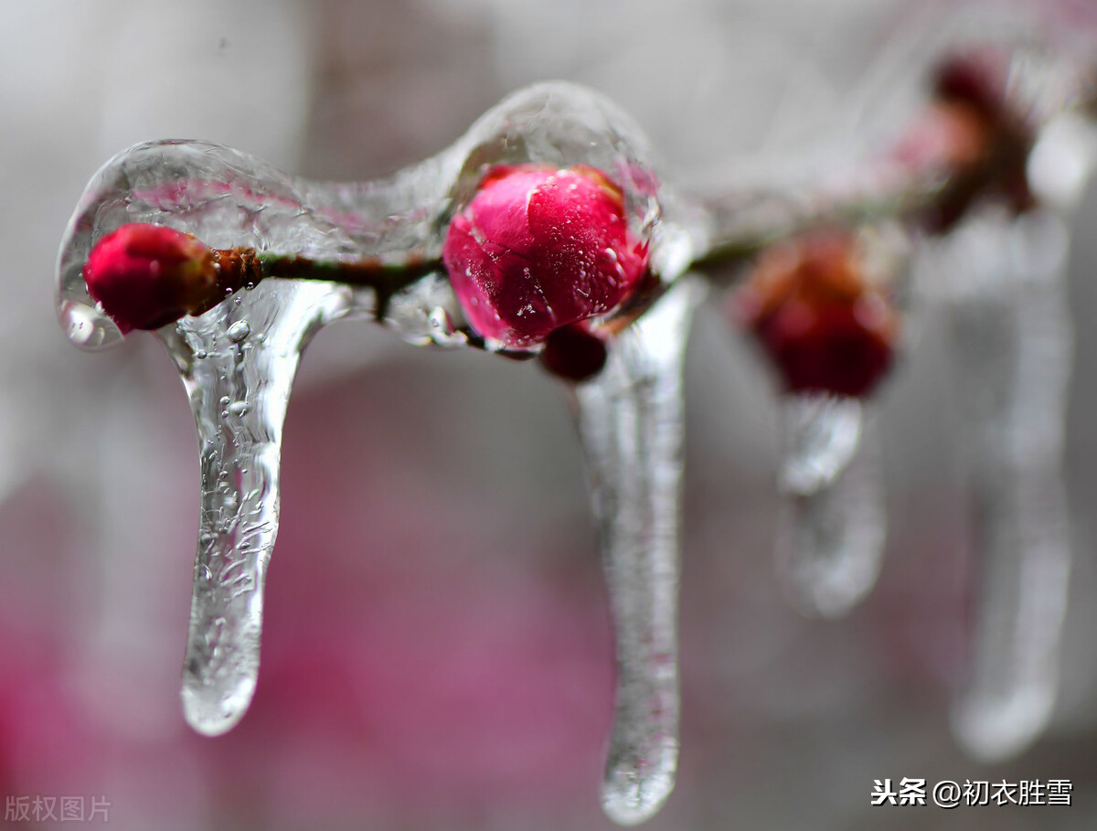 风雪梅花深情美句，十日恶风三尺雪，梅花谁与问平安？