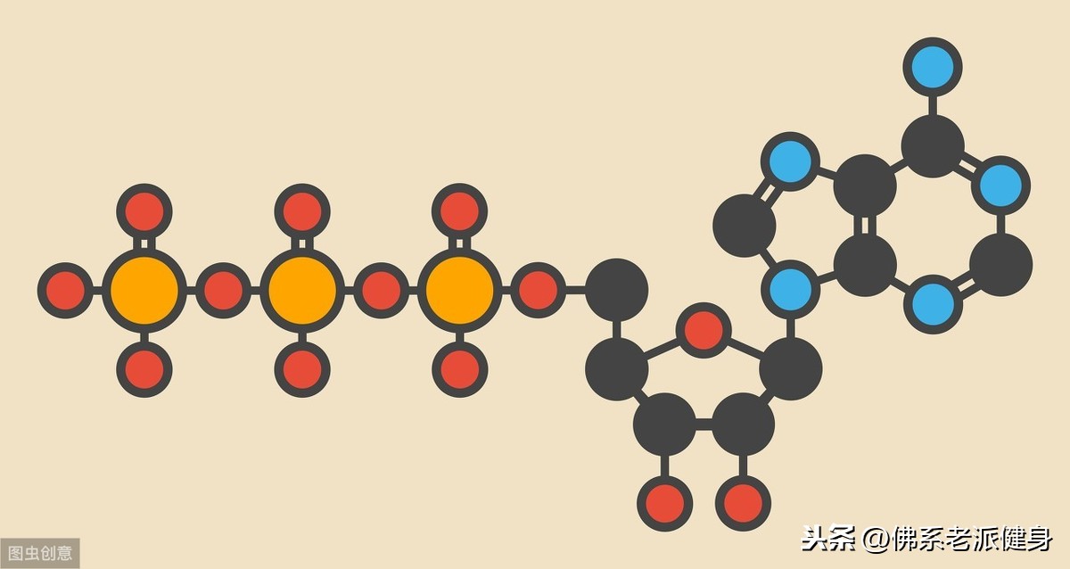 叫做腺苷的物质和三个称为磷酸基(p)的简单原子群组成的复杂化学结构
